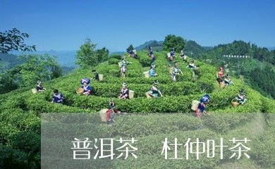 普洱茶 杜仲叶茶/2023041270704